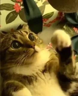 😍 1f467c19 kot, zwierzę domowe, zwierzę, kociak telegram sticker