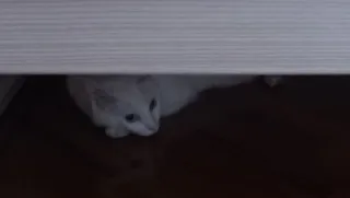 😰 20c7097b kot, zwierzę, kociak, zwierzak, biały telegram sticker