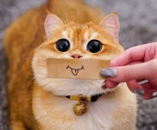 😝 30f27a47 kot, zwierzę, zwierzak, śmieszne, naklejka, słodkie, szczęśliwy telegram sticker