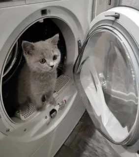 Kawaikoneko telegram stickers