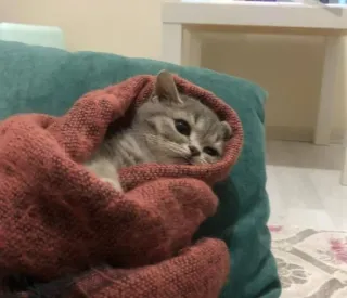 😕 65666530 kot, kociak, słodki, zwierzę domowe, zwierzę, koc telegram sticker