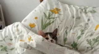 😴 7661c3af kot, zwierzę, łóżko, kwiaty, ukrywanie się telegram sticker