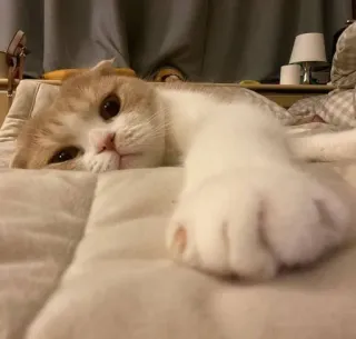 🐈 78544f00 kot, zwierzę, słodki, zwierzak telegram sticker