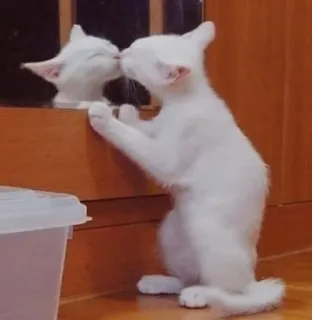 ❣ 86c6dbdd kot, kociak, lustro, odbicie, biały kot telegram sticker