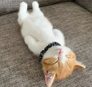 😴 9a28dc04 kot, śpiący, zwierzę domowe, kociak, zwierzę, słodki, domowy telegram sticker