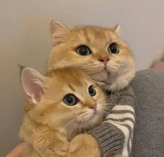 🙆‍♀️ a04ab367 koty, kocięta, zwierzęta, słodkie, zwierzaki, rude koty, przyjaźń, uczucie telegram sticker