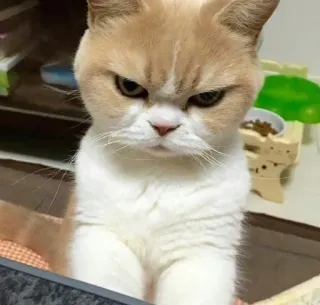 😡 d0a9b96a kot, zły, kot, zwierzę domowe, zwierzę, kociak, słodki telegram sticker