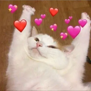 💗 d4245c3f kot, serca, słodki, miłość, uczucie telegram sticker