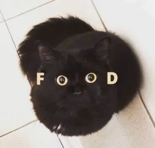 😋 e54a0acd FOOD kot, jedzenie, zwierzę, zwierzę domowe, czarny kot telegram sticker