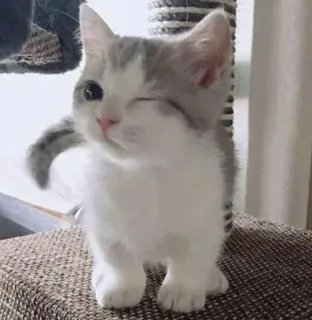 😉 0aeef416 猫, 子猫, かわいい, 動物, 飼い猫, ペット, ウインク telegram sticker