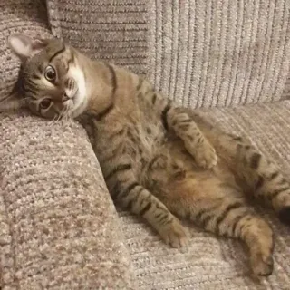 🐾 0ef48d99 猫, ネコ科, ペット, 動物, 飼い猫, トラ猫, ソファ, リラックス telegram sticker