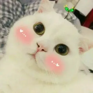 🐾 10c19163 猫, かわいい, 動物, カワイイ telegram sticker