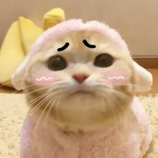 🥺 110c2896 猫, 子猫, 可愛い, 悲しい, ペット, 動物, かわいい telegram sticker