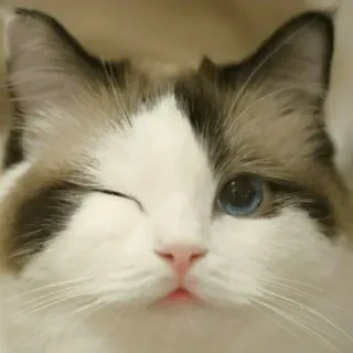 🐾 1322d282 猫, 動物, ウィンク, ペット, 家畜, 哺乳類 telegram sticker