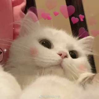 💕 16ac4c0f @遇见皮克Pik可猫 猫, 白い猫, ペット, 動物, かわいい, ピンクのハート, ふわふわ telegram sticker