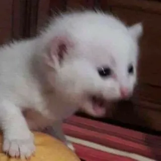 😧 172f31ee 子猫, 猫, 白, ペット, 動物, かわいい telegram sticker