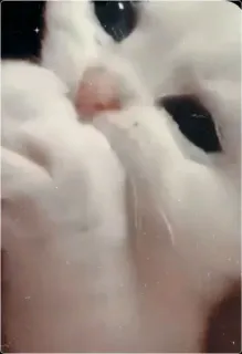 😭 375335b0 猫, 動物, ペット, かわいい, 面白い telegram sticker