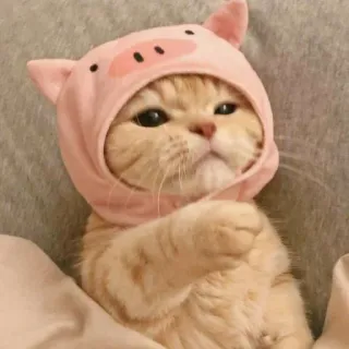 🐾 410538b1 猫, 豚, 動物, 可愛い, 帽子, ペット telegram sticker