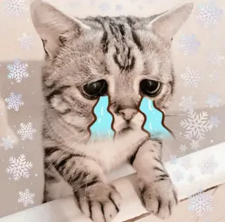 🐾 61b19e75 猫, 悲しい, 泣く, 動物, ペット, 涙, ステッカー telegram sticker