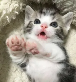 🐾 62722e69 子猫, 猫, かわいい, 動物, ペット, 家畜 telegram sticker