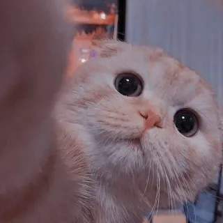 🐾 7578e320 猫, かわいい, ペット, 動物, 子猫, 飼い猫, ネコ科 telegram sticker