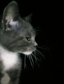 🐾 7863b0a4 猫, 動物, ペット, 飼い猫, グレー猫, ネコ科 telegram sticker