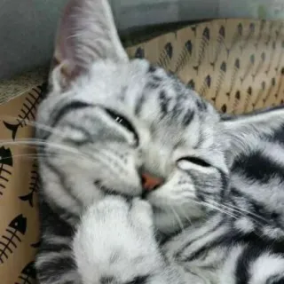 🌟 79efb66b 猫, シルバータビー, 動物, ペット, 飼い猫, 哺乳類 telegram sticker