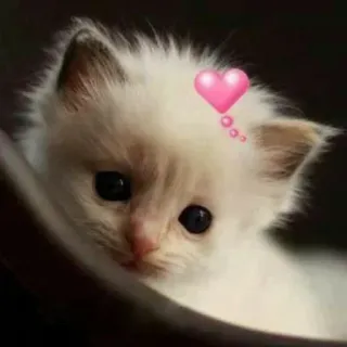 🐾 86bca2d2 子猫, 猫, かわいい, 動物, ペット, ハート telegram sticker