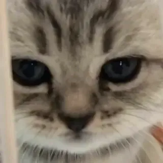 🐾 9c67db4b 猫, 子猫, 動物, ペット, 家畜, 顔 telegram sticker