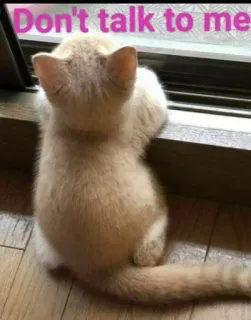 😠 a09dc883 Don't talk to me 猫, 子猫, 悲しい, 窓, ミーム, ペット, 可愛い telegram sticker