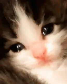 🐾 a5347e6b 猫, 子猫, 可愛い, ペット, 動物 telegram sticker