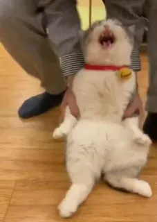 😨 b27f2e88 猫, 動物, ペット, 家畜 telegram sticker