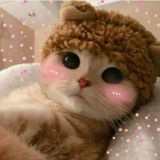 🐾 bc8de3c4 猫, 子猫, 可愛い, 動物, ペット, 帽子, ネコ telegram sticker