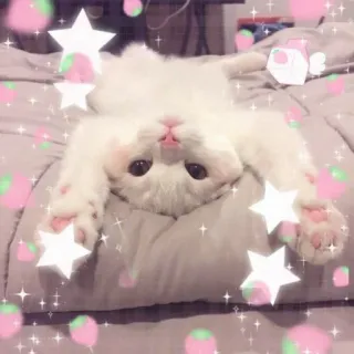 💖 bfd4fd14 猫, かわいい, 子猫, 星, ピンク, 白 telegram sticker