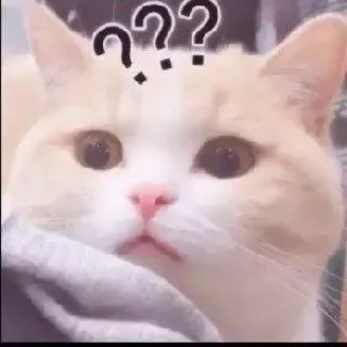 ⁉️ e028fef8 ??? 猫, はてなマーク, 困惑, かわいい, 動物, ミーム telegram sticker