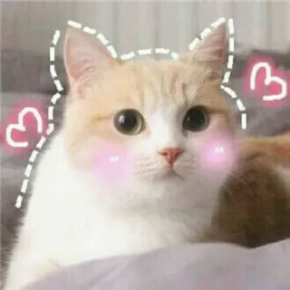 🐾 ee1a98fd 猫, 子猫, かわいい, 動物, ペット, 家畜 telegram sticker