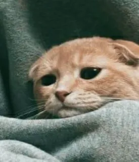 😥 fd077925 猫, かわいい, 悲しい, 動物, ペット, 飼い猫 telegram sticker