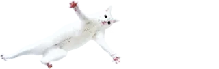 🕺 21e50f4c gato blanco, animal, lindo, mascota, mamífero telegram sticker
