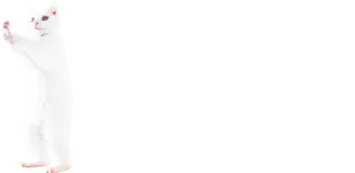 👏 458c316b gato, animal, gato blanco, lindo, animal doméstico telegram sticker