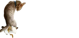 💩 7376d33a gato, mascota, animal telegram sticker