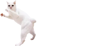 🕺 88be87b7 gato, gato blanco, animal, mascota, lindo telegram sticker