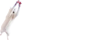 🙌 d81d4dd4 perro, perro blanco, saltando, buscar, animal, mascota telegram sticker