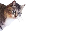 👀 dd9daa15 gato, gato doméstico, mascota, animal, felino telegram sticker