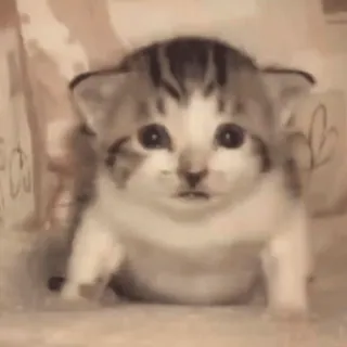 😡 398c3f68 Katze, Kätzchen, süß, Tier, Haustier, häuslich telegram sticker