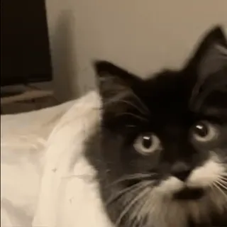 😡 3e0d5308 Katze, Schwarzweiß, Porträt, Tuxedo Katze, süß telegram sticker