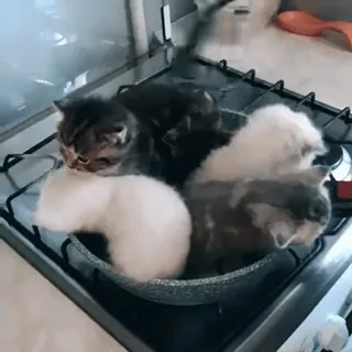 🥙 4e70492e Katzen, Kätzchen, Tiere, süß, Pfanne telegram sticker