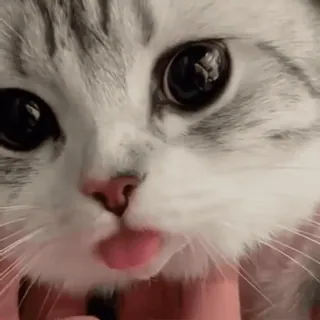 💗 823657ac Katze, Kätzchen, Haustier, süß, Tier, zahm telegram sticker