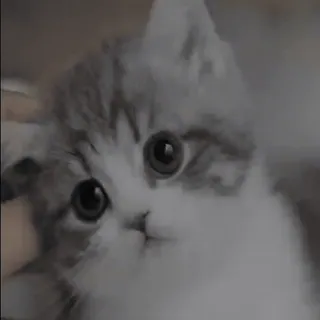 😡 e53041dc Katze, Kätzchen, süß, Haustier, Tier telegram sticker