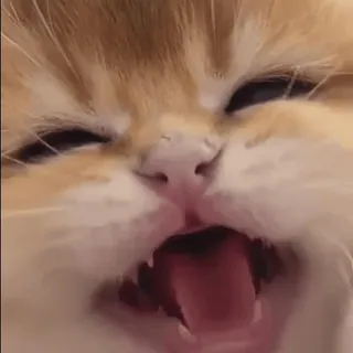 😕 ed2d337b Katze, Gähnen, Tier, Süß, Haustier telegram sticker