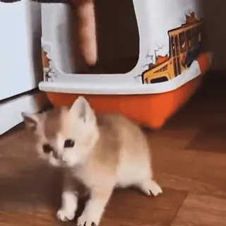 💀 06169ca1 子猫, 猫, ペット, かわいい, 動物, 室内 telegram sticker